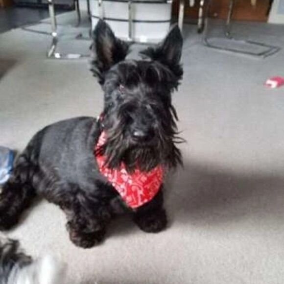 PET SCARF AND COLLAR  - Picture 10 of 12